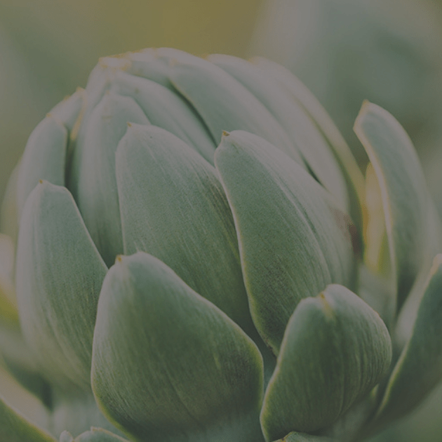 Close-up of a fresh green artichoke bud with soft natural lighting.