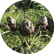 Three purple artichokes growing low to the ground among green foliage.