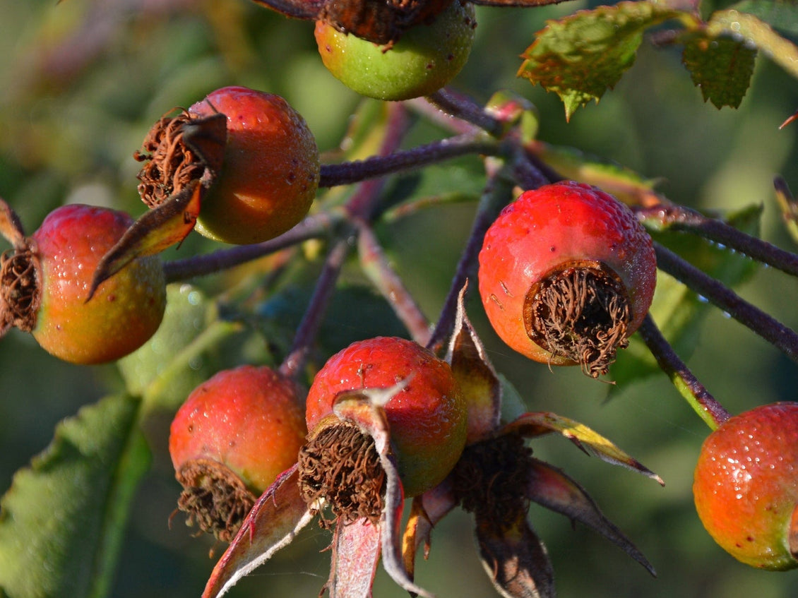Cluster of ripe rosehips on the branch, shown in a natural outdoor setting.