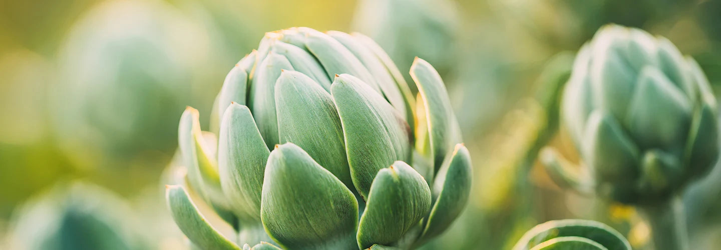 Globe Artichoke