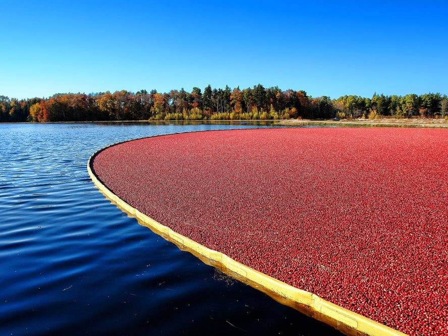 Cranberry bog