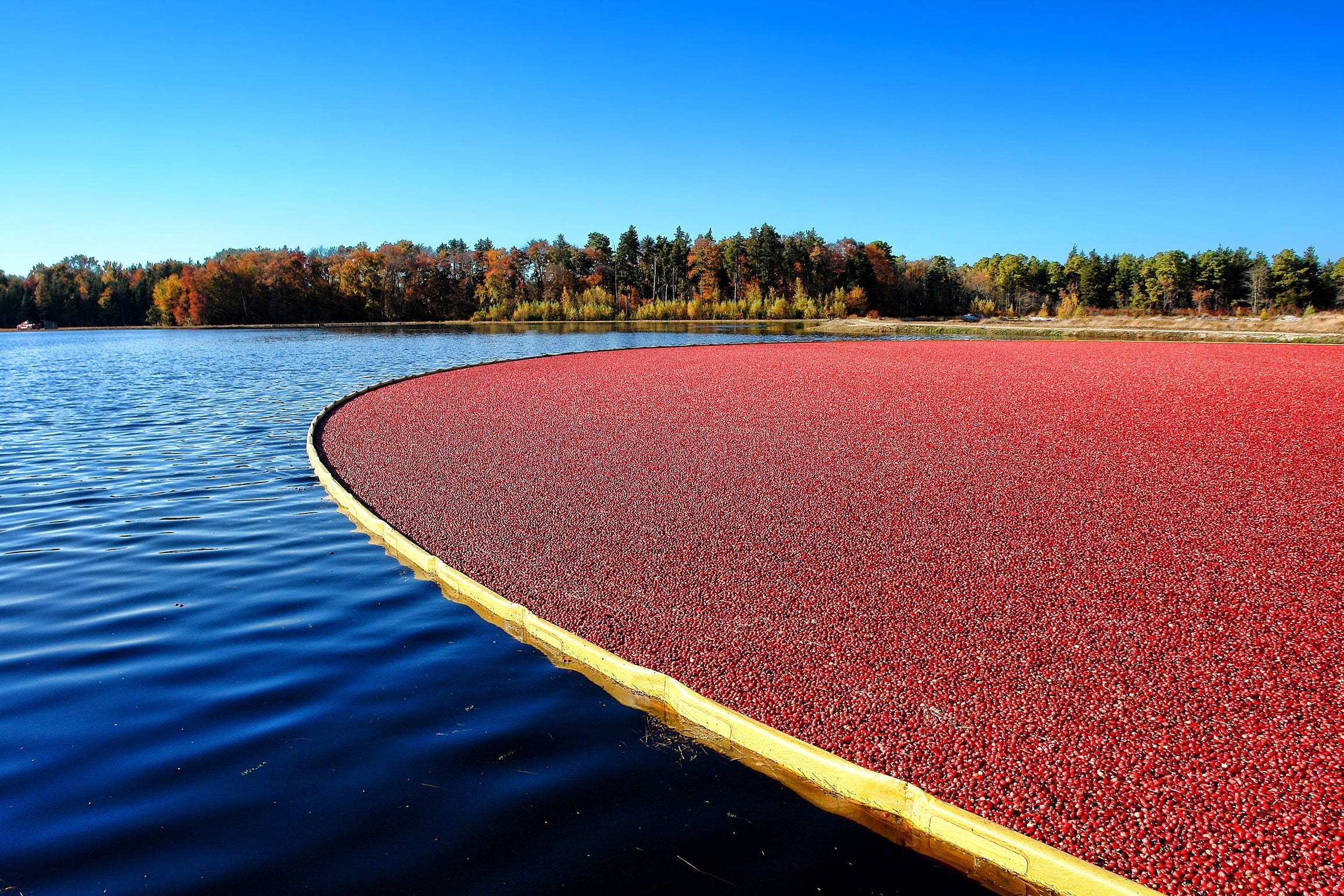 Cranberry bog