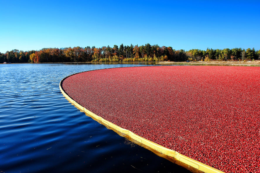 Cranberry bog