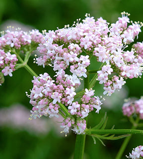 Valerian