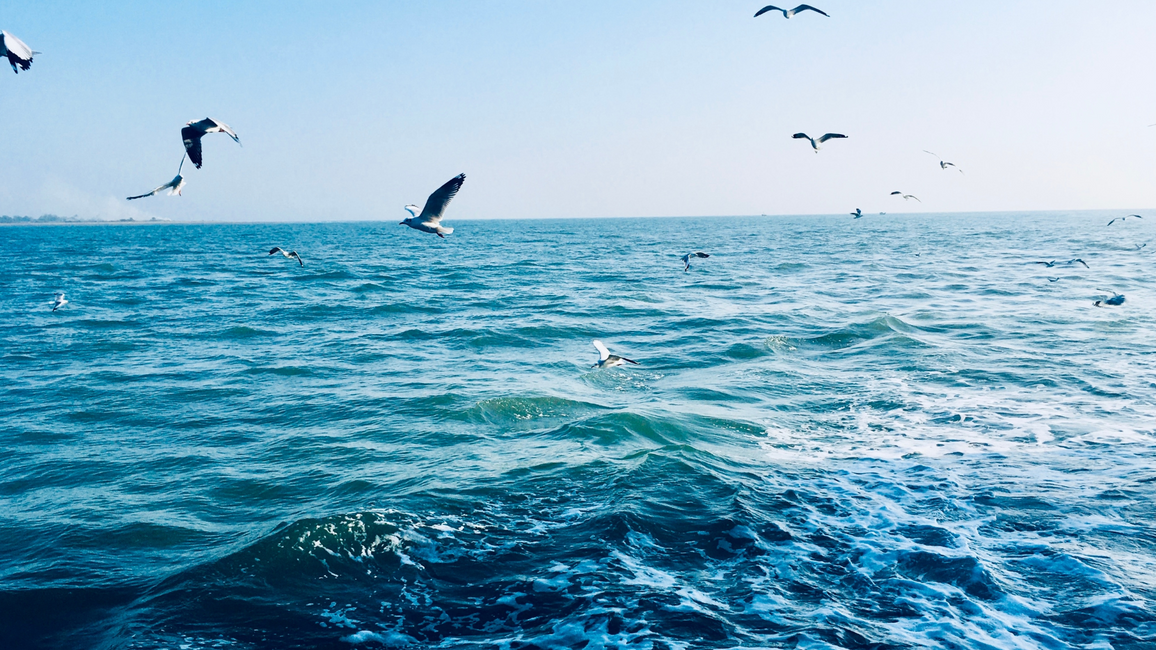 Seagulls flying over a deep blue ocean with gentle waves under a clear, bright sky.