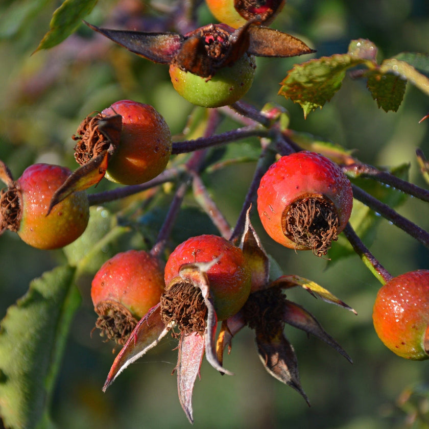 Cluster of ripe rosehips on the branch, shown in a natural outdoor setting.