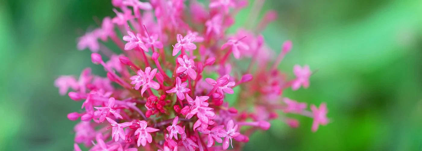 Close-up of pink valerian flowers blooming against a green background