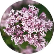 Close-up of pink valerian flowers in full bloom