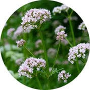 Small clusters of light purple valerian flowers growing outdoors